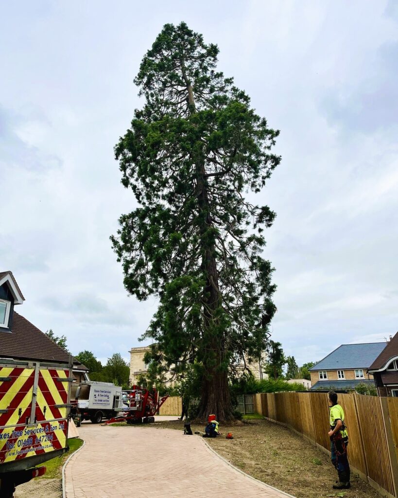 Dead Wooding red wood tree